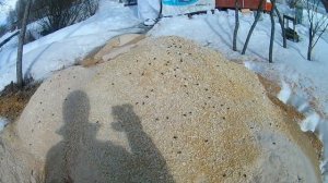 Пчёлам нужна пыльца. Чем пчёлы заменяют пыльцу на пасеке.