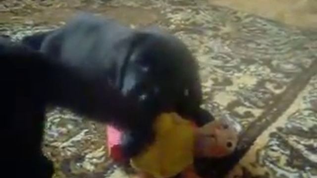 Лабрадорчики смотреть онлайн