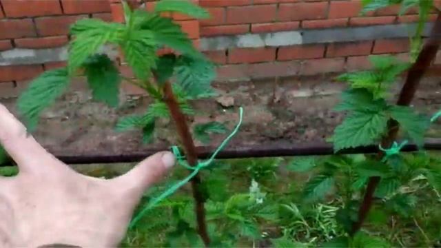 Выращивание малины. Начинающим смотреть онлайн