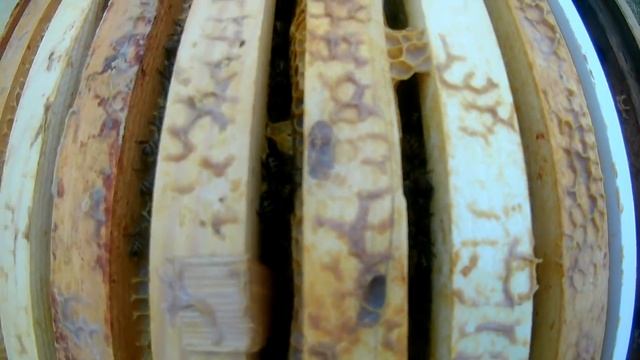 Зимовка пчёл на улице. Вентиляция ульев. Сетчатое или глухое дно. смотреть онлайн