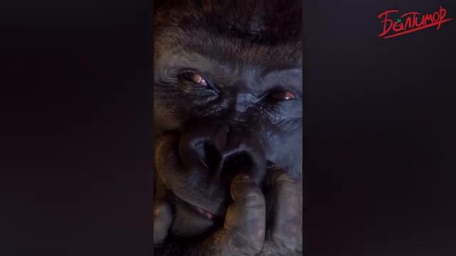 сборник приколов часть 12🤭🤭🤭 смотреть онлайн