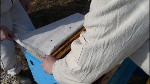 Весенняя ревизия(осмотр) пчелосемей. смотреть онлайн