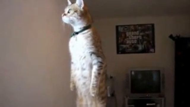 cat.flv смотреть онлайн