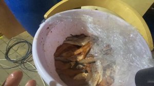 ВЯЛЕНЫЙ МИНТАЙ! ЛУЧШИЙ РЕЦЕПТ ПО ПРОСЬБАМ ПОДПИСЧИКОВ! ЛУЧШЕ ЧЕМ В ПИВНУШКАХ!