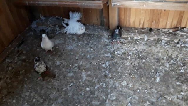 Кто выжил после болезни ! смотреть онлайн