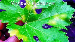 Берегите виноград в августе.