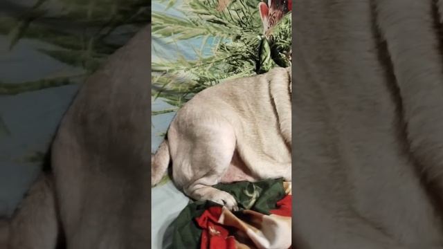 Пожилая мопсиха