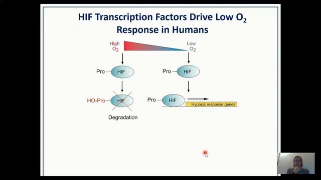 Coming Up For Air: How Plants Sense And Respond To Flooding, By Pr0f Emily Flashman