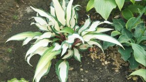 Hosta Miss Christa