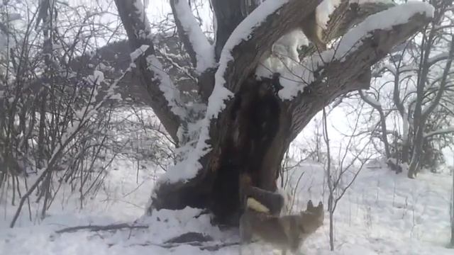Поиск куницы молодых собак. смотреть онлайн