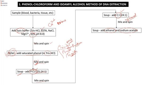 DNA extraction methods - Phenol Cholorofom Isoamyl Alcohol method and Proteinase K method (English) смотреть онлайн