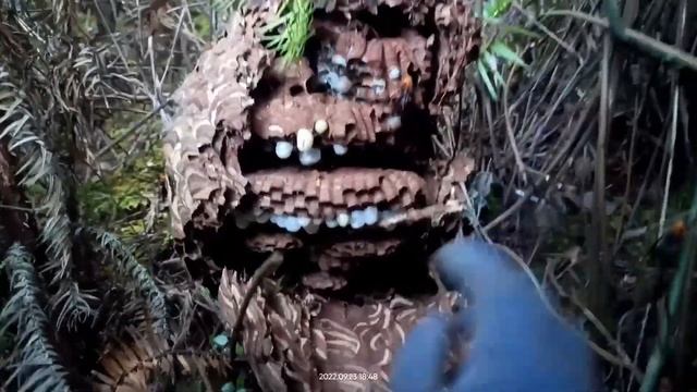 ASIAN GIANT MURDER HORNET REMOVAL,AMAZING WASP NEST,HUGE VESPA MANDARINIA REMOVING смотреть онлайн