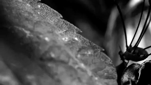 HARVESTMEN - VANISHMENT смотреть онлайн