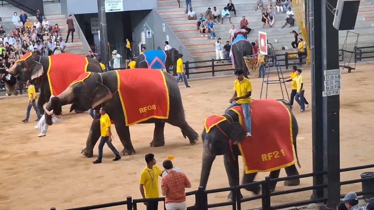 Шоу слонов в тропическом саду Нонг Нуч.