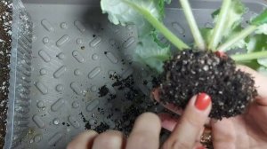 Пересадка фиалки ( сенполии) 2ч.
#фиалка#санполия#цветы