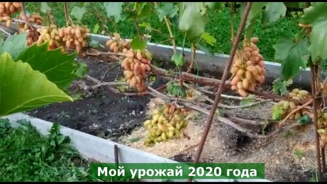 РАННЕЕ УКРЫТИЕ ВИНОГРАДА НА ЗИМУ, СОВЕТУЮ, смотреть онлайн