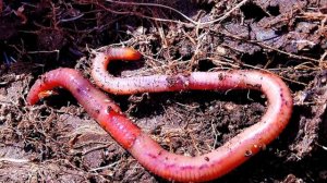 Делаем томатные грядки. В теплицах и в ОГ.