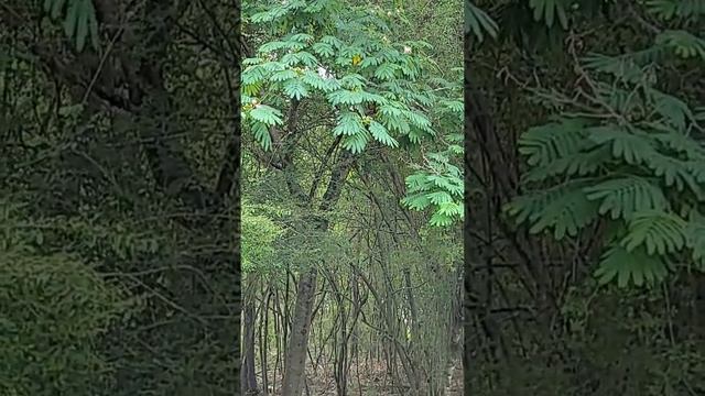 Alabama Mimosa Tree смотреть онлайн