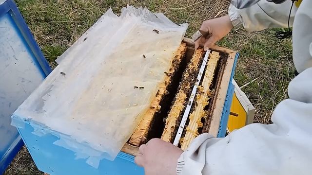 Нереальные привесы. Тест на отстройку вощины при взятке с ивы. Семья несёт больше двух килограмм. смотреть онлайн