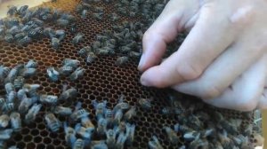 Как и чем пометить маток.