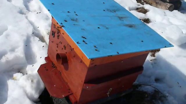 Выставили пчёл - первый облёт. Завершение зимовки при постоянной плюсовой температуре. смотреть онлайн