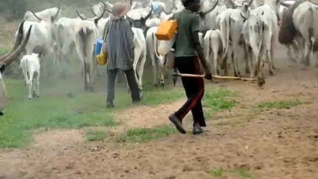 S/West Residents Gives Latest Tr@g!c Update On Fulani Herdsmen Activities After Oyo Fulani entered смотреть онлайн