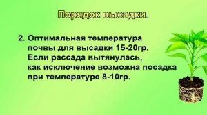 Высадка рассады томатов в грунт Подробная инструкция для начинающих