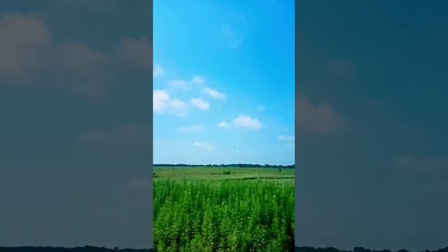 Крик Чибиса смотреть онлайн