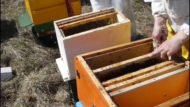 Наши шести рамочники. Пора пересаживать пчёл. смотреть онлайн