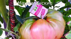Семена  томатов для начинающих- вкусных, урожайных и не капризных.