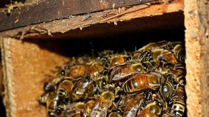 Тихий бунт на чердаке: секретная зимовка пчел в многоквартирном доме.