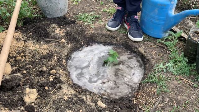 Посадка саженца ежевики ￼  , весна 2024 г￼￼￼