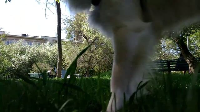 VLOG: ПРОГУЛКИ/УРОКИ/СОБАКА 💜. первый влог смотреть онлайн