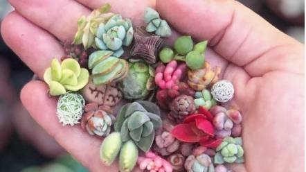 Семена суккулентов с маркетплейса. Стоит ли покупать? смотреть онлайн