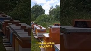 Первый отбор мëда 2024