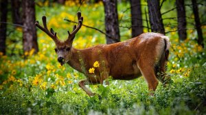 Дикий  мир животных ,