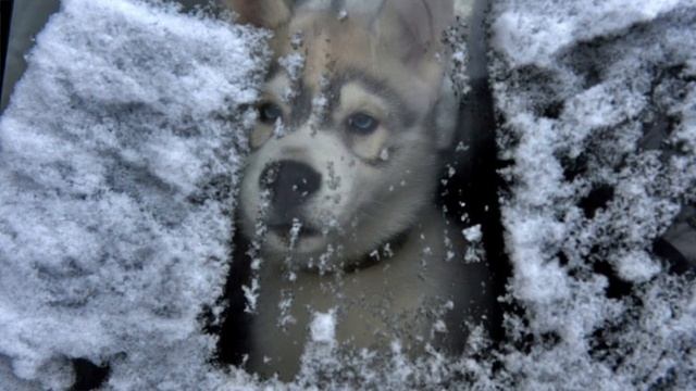 Вкусные пирожки в Никеле. Шокирующая новость смотреть онлайн