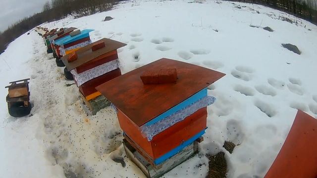 Зимовка пчёл. Итоги. Потери. Планы на будущее. смотреть онлайн