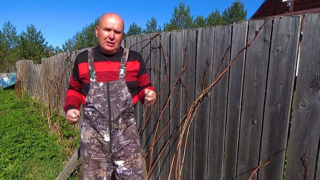 Супер способ-как подвязать малину у забора