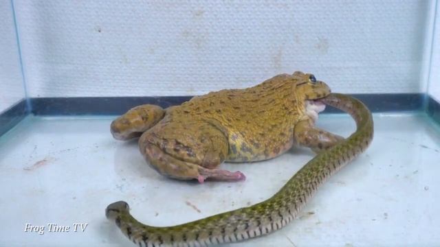 Удивительная лягушка съела большую змею Amazing Asian Bullfrog Eats Big Snake Warning Live Feeding