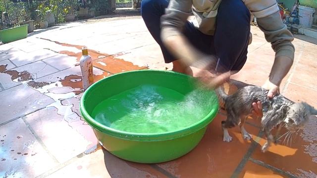 The 2 month old kitten is bathed by her father for the second time and is more used to it смотреть онлайн