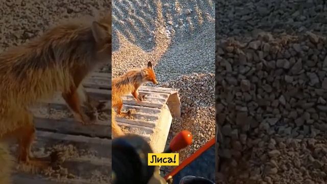 Лиса и Эксковатор!