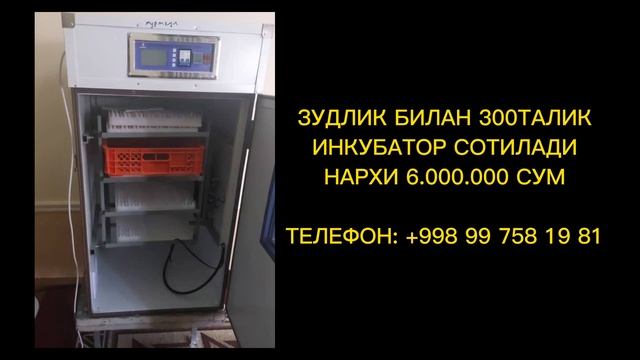 ТАЙËР БИЗНЕС! ЗУДЛИК БИЛАН ИНКУБАТОР СОТИЛАДИ! смотреть онлайн