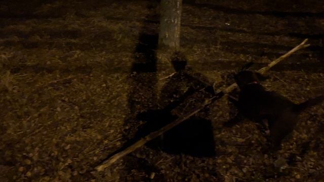 Собака-улыбака