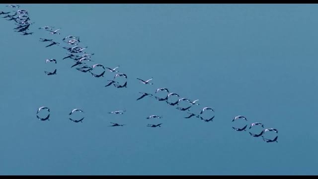 The Cinematic Orchestra - Arrival of the Birds смотреть онлайн
