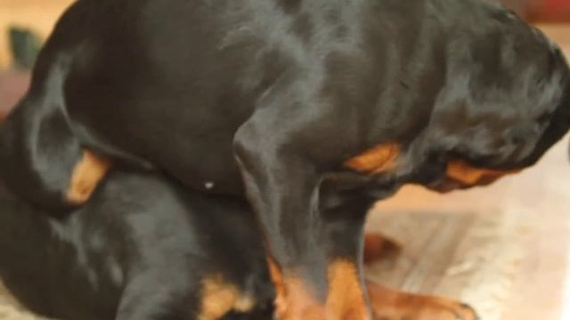 Санни и Тэсси смотреть онлайн