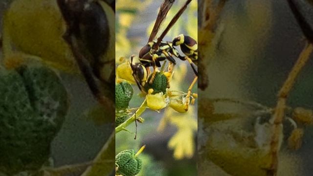 captura de fotos galaxy s23 ultra смотреть онлайн