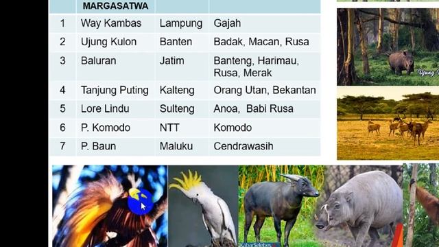 GEO XI. 11. Konservasi Flora dan Fauna di Indonesia dan Dunia. смотреть онлайн