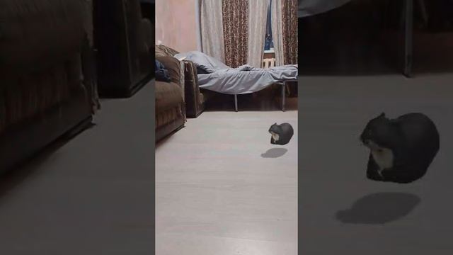 кружящийся котик смотреть онлайн