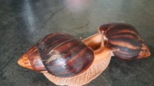 Mating games among snails🐌 Achatina😲/  Брачные игры у улиток🐌 Ахатина😲 4К/ Любовні ігри равликів 🐌